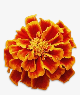 marigolds - tagetes patula