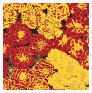 Marigold Guljafri Flower Seeds Online In India - Common Zinnia