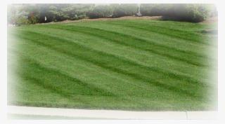 Contact Us - Lawn