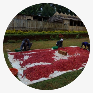 Matendo Coffee Importers Our Offering Www - Yard