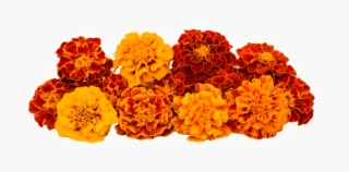 High Purity Marigold Extract Lutein And Zeaxanthin - Marigold Petals