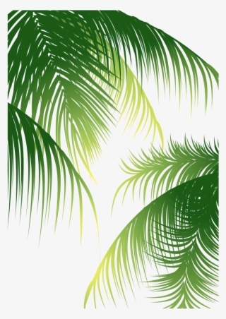 Euclidean Arecaceae Coconut Tree - Coconut Leaf Vector Png