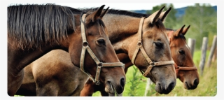 Horses Medium Work Mat - Three Horses