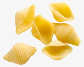 Shell Pasta Png