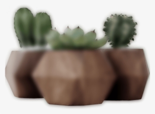 Dark Slider 3 Plant - Hedgehog Cactus