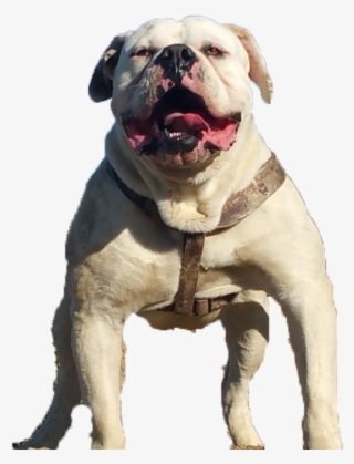 Images Of American Bulldogs - American Bulldog Transparent