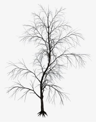 Isolated - Aesthetic Tree Png