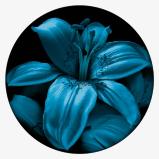 Blue Lily - Lily