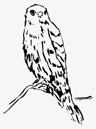 Vector - Owl