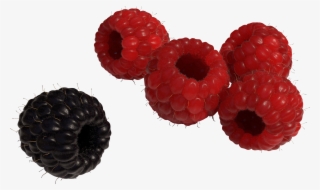 Red And Black Raspberry - Raspberry