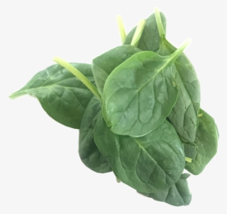 Baby Spinach - Spinach