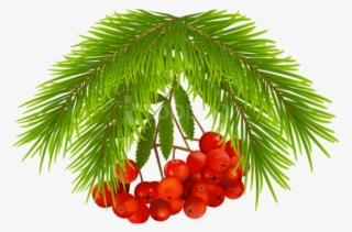 Free Png Christmas Holly Berries Png Images Transparent - Christmas Tree