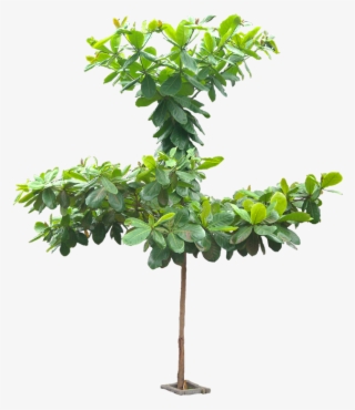 Small Tree Png - Terminalia Catappa Tree Png