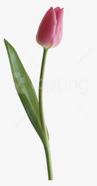 Free Png Download Tulip Png Images Background Png Images - Portable Network Graphics
