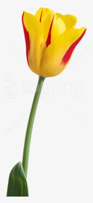 Free Png Tulip Png Images Transparent - Tulip Flower Hd Png