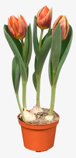 Tulip