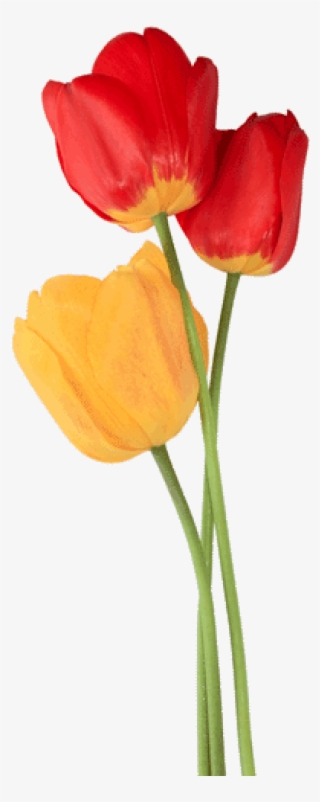 Tulip Png Free Download - Tulipan Png