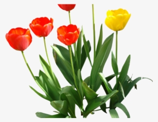 Tulip Png Transparent Images - Png Transparent Tulip Png