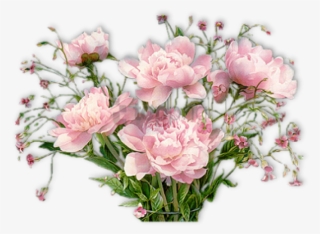 Free Png Pivoines - Good Afternoon Pic Flowers