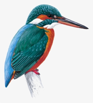 Kingfisher Png Free Download - Kingfisher Png