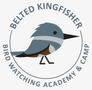 Belted Kingfisher - Us Nuclear Regulatory Commission
