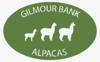 Gilmour Bank Alpaca - Llama