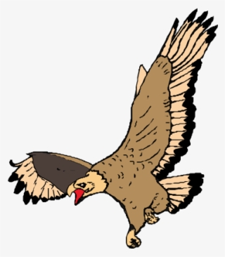 Bald Eagle Transprent Png Free Download - Desenho De Aguia Voando