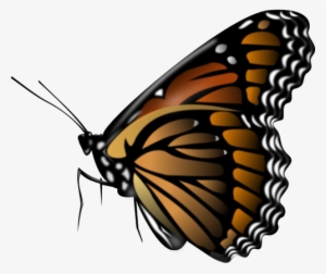 Butterfly Vector Image - Butterfly Png