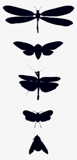 Bug Study - Tattly Temporary Tattoos - Remix One - Set Of 8, Black