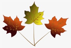 Drawn Maple Leaf Transparent - 3 Maple Leafs Drawing