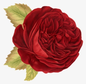Red Rose - Rose Flower Throw Blanket