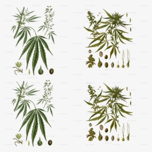Cannabis Illustrations