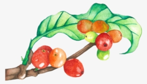 How We Source & Roast Our Coffee - Coffee Tree Watercolor