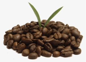Coffee Png Transparent Photos Coffee Bean Png - Coffee Bean