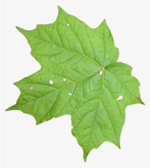 Leaf 02 - Leaves Texture Png
