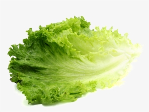 romaine lettuce png transparent image - lettuce