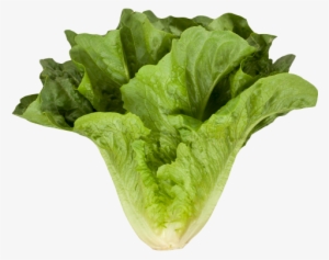 Download Romaine Cos Lettuce Png Image - Romaine Lettuce Png