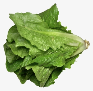 Download Romaine Lettuce Png Image - Iceberg Lettuce Leaf