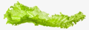Lettuce - Tree