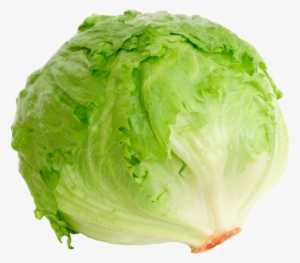 head of lettuce png banner library - stock image of lettuce