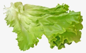 Salad Leaf On A Transparent Background - Transparent Background Lettuce Transparent