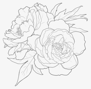 #flower #outline #floralwrap #draw #drawing #freetoedit - Garden Roses