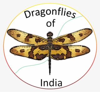 Show All - Types Of Dragonfly In India