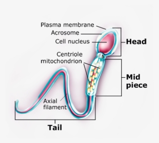 Illustration Of Sperm Cell - Diagram