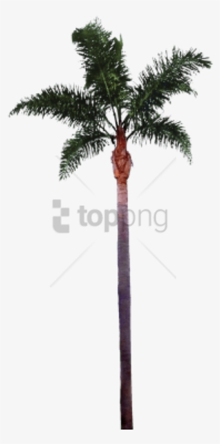 Free Png Palm Tree Trunk Png Image With Transparent - Palm Tree Png
