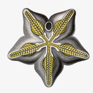 Motif