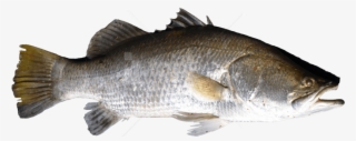 Free Png Download Fish Png Images Background Png Images - Fish Png