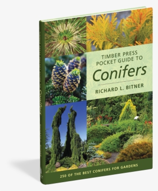 Timber Press Pocket Guide To Conifers