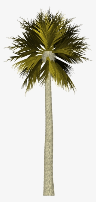 Island, Palm Tree Palm Tree Tropical Leaf Leaves P - Palm Tree Images For Photoshop