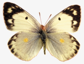 Mariposas Png Para Photoshop - Pale Clouded Yellow Butterfly